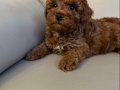 Erkek Toy Poodle 2 aylık 