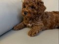 Erkek Toy Poodle 2 aylık 