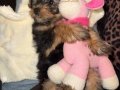 Oyuncu Minikler 