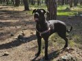 Aile Dostu 1 Yaş Cane Corso