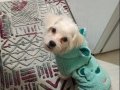 Aşıları Tam Maltese Terrier