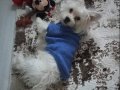 Aşıları Tam Maltese Terrier