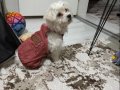 Aşıları Tam Maltese Terrier