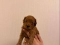 YAVRU POODLE