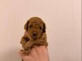 YAVRU POODLE