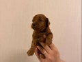 YAVRU POODLE