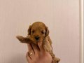 YAVRU POODLE