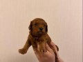YAVRU POODLE