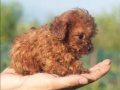 Mini Toy Genetik Minyatür 0 Numara Toy Poodle Yavrusu