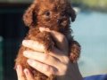 Mini Toy Genetik Minyatür 0 Numara Toy Poodle Yavrusu