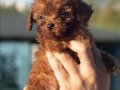 Mini Toy Genetik Minyatür 0 Numara Toy Poodle Yavrusu