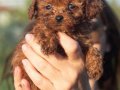 Mini Toy Genetik Minyatür 0 Numara Toy Poodle Yavrusu