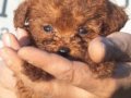 Mini Toy Genetik Minyatür 0 Numara Toy Poodle Yavrusu