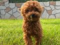 Büyümeyen 0 Numara Mini Toy Poodle