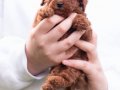 Büyümeyen 0 Numara Mini Toy Poodle