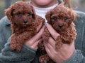 Büyümeyen 0 Numara Mini Toy Poodle