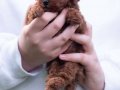 Büyümeyen 0 Numara Mini Toy Poodle