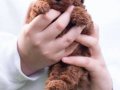 Büyümeyen 0 Numara Mini Toy Poodle