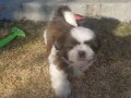 4 Aylık Oyuncu Max Shih Tzu Yavrusu