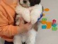 4 Aylık Oyuncu Max Shih Tzu Yavrusu