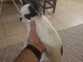 Siyah Beyaz 4.5 Aylık Mini Chihuahua Yavru
