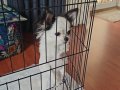 Siyah Beyaz 4.5 Aylık Mini Chihuahua Yavru