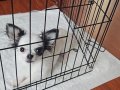Siyah Beyaz 4.5 Aylık Mini Chihuahua Yavru