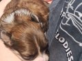 2 Aylıktan Küçük Maltipoo Yavrular