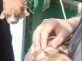 2 Aylıktan Küçük Maltipoo Yavrular