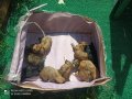 2 Aylıktan Küçük Maltipoo Yavrular