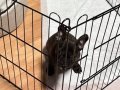 Aile Dostu Sakin Huylu 3 Aylık French Bulldog