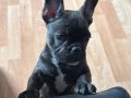 Aile Dostu Sakin Huylu 3 Aylık French Bulldog