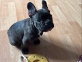 Aile Dostu Sakin Huylu 3 Aylık French Bulldog
