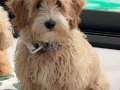 4 Aylık Maltipoo
