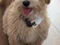 4 Aylık Maltipoo