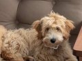 4 Aylık Maltipoo