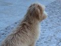 4 Aylık Maltipoo