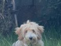 4 Aylık Maltipoo