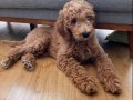 3 Aylık Dişi Sağlıklı Oyuncu Poodle Yavru