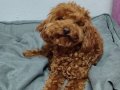 Akıllı toy poodle kızım