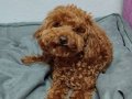 Akıllı toy poodle kızım