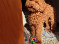Akıllı toy poodle kızım