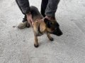 İki tane yavru Belçika kurdu