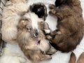 6 tane orjinal yavrumuz 2 disi 4 erkek asilari yapilacak