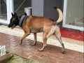 3 ADET SAĞLIKLI YAVRU MALİNOİS ANNE BABA GORSELLERI EKTE