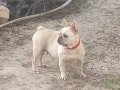 Frenc buldog dişi 