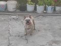 Frenc buldog dişi 