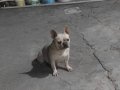 Frenc buldog dişi 