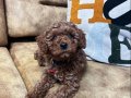 55 Günlük Erkek Toy Poodle Bebeğimiz