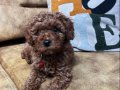 55 Günlük Erkek Toy Poodle Bebeğimiz